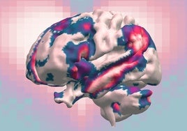 Áreas del cerebro que se activan en asociación con las formas de amor más intensamente sentidas.