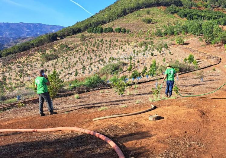 La reforestación en Gran Canaria alcanza un éxito de hasta un 90% en el norte de la isla. En el sur, en cambio, se reduce a un 50%, como consencuencia, según Foresta, del cambio climático que experimenta la isla.