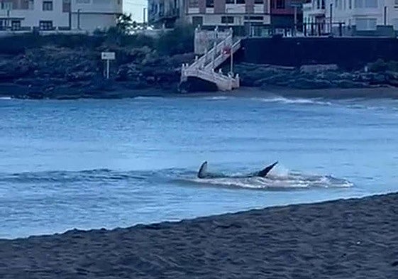Imagen y vídeo del tiburón avistado en las costas de Melenara en junio de este año.