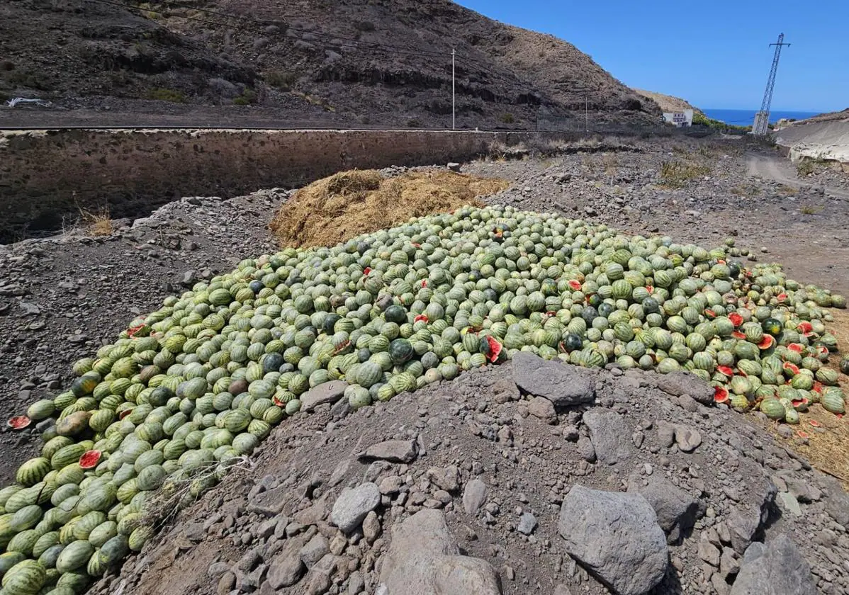 Decenas de sandías podridas por larvas de la mosca de la calabaza.