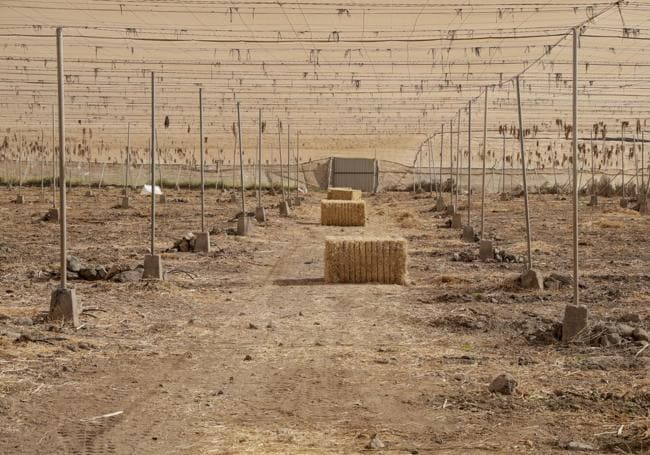 Finca recién sembrada de sandías en Tasarte.