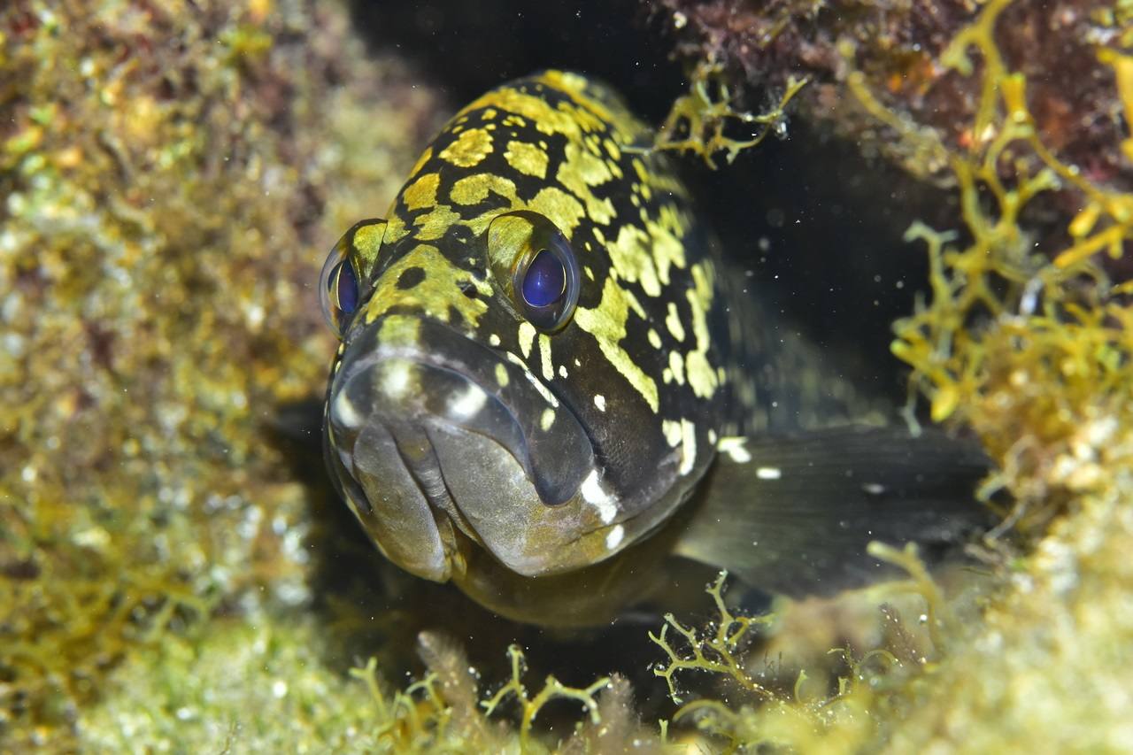 Tercer clasificado Cazafotosub: Ángel Trujillo Santana 