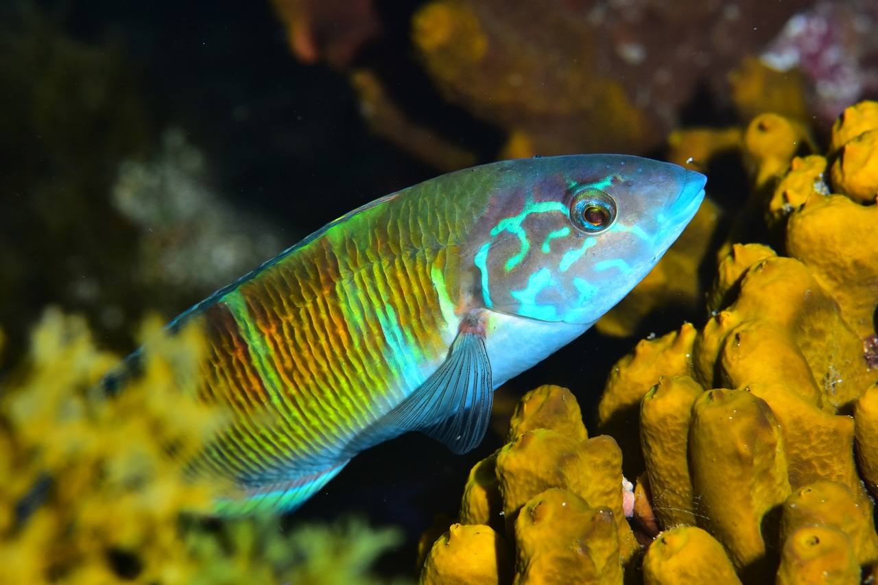 Segunda clasificada Cazafotosub: María Belén Caro Torti