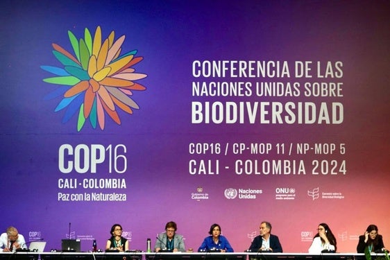 Imagen de la Conferencia de las Partes (COP16) que se celebra en Colombia.