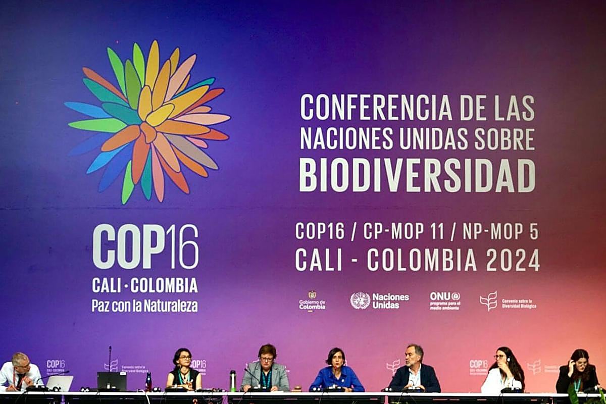 Imagen de la Conferencia de las Partes (COP16) que se celebra en Colombia.