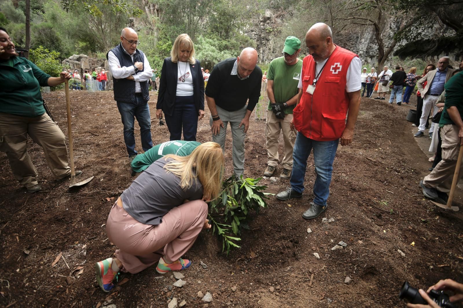 La plantación de Cruz Roja en el Jardín Canario, en imágenes