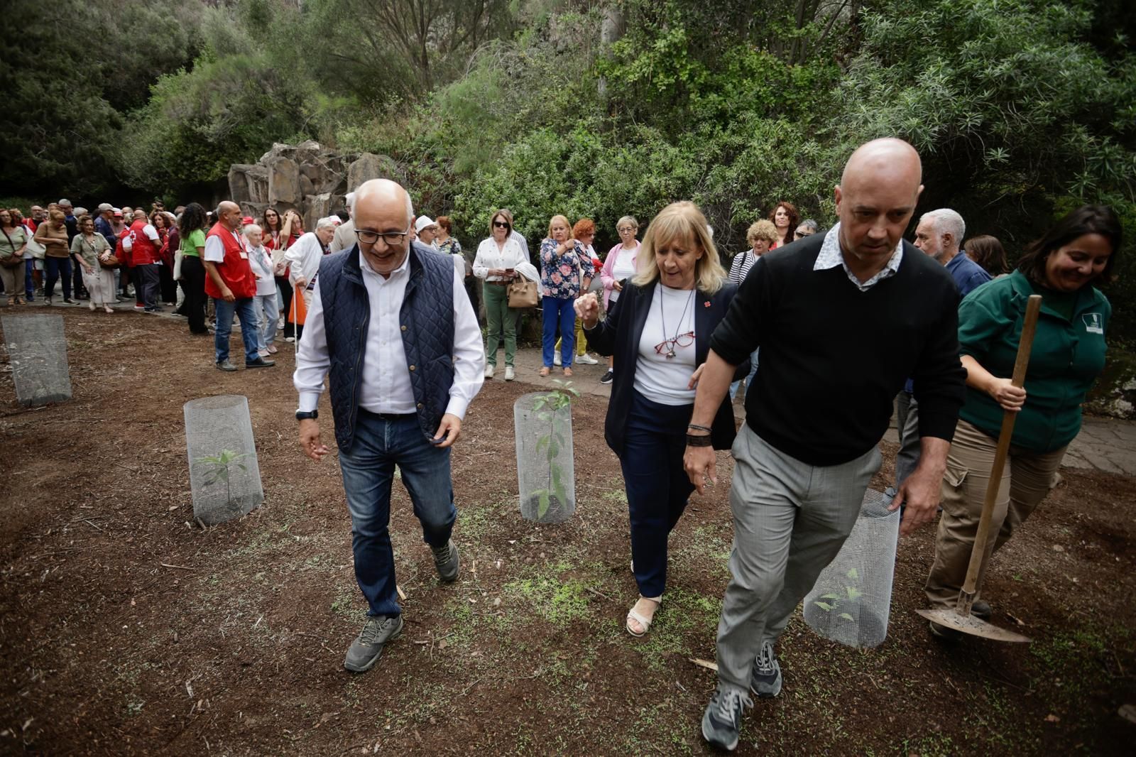 La plantación de Cruz Roja en el Jardín Canario, en imágenes