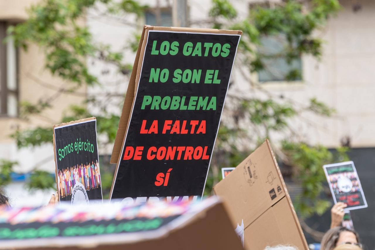 En imágenes, la manifestación para proteger a los gatos