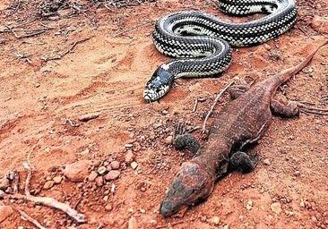 La Asociación Herpetológica Española solicita actualizar la protección del lagarto gigante