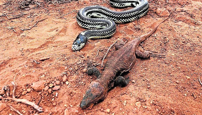 Un lagarto gigante tras haber sido regurgitado por una culebra real.