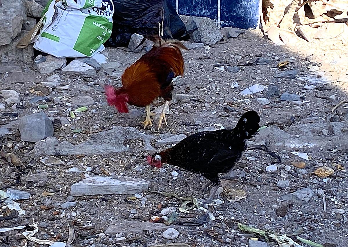 Imagen secundaria 1 - Los gallos vuelven a &#039;invadir&#039; La Paterna