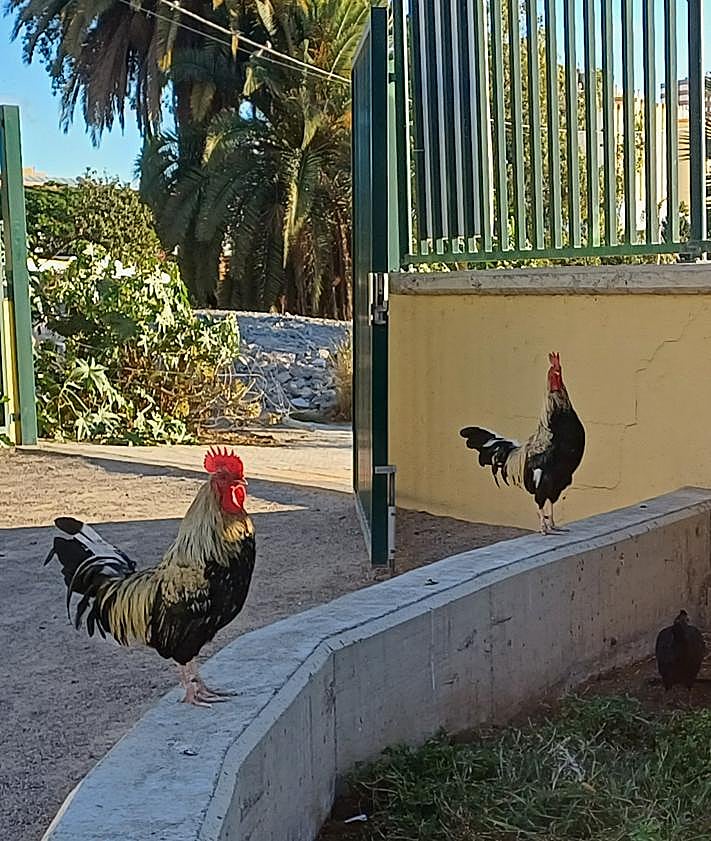 Imagen secundaria 2 - Los gallos vuelven a &#039;invadir&#039; La Paterna