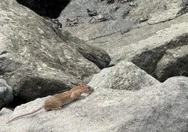 Una rata come en Los Muellitos, en Las Palmas de Gran Canaria.