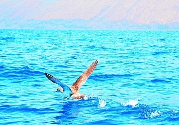 ¿Por qué un Parque Nacional Marino en el Mar de las Calmas?