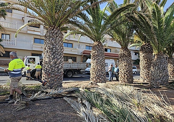 El alcalde Matías Peña y el concejal Juan Cabrera, en los trabajo de poda de Nuevo Horizonte.
