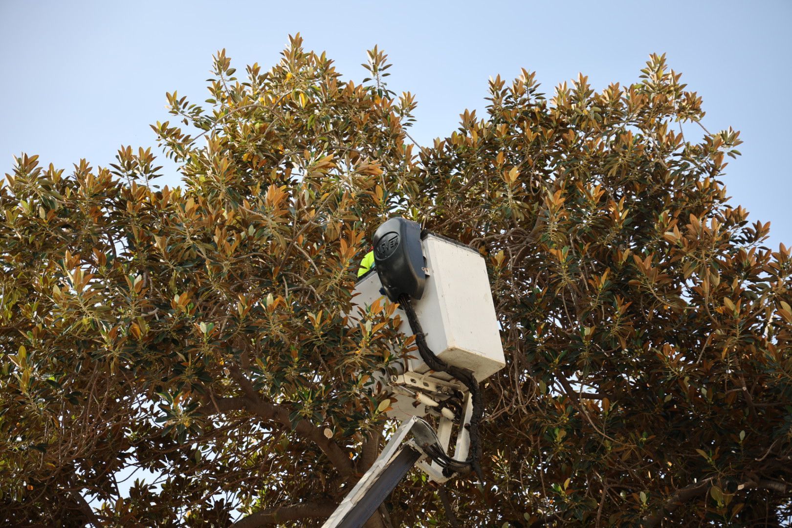 Los vecinos evitan la tala del árbol de la ermita de San Nicolás