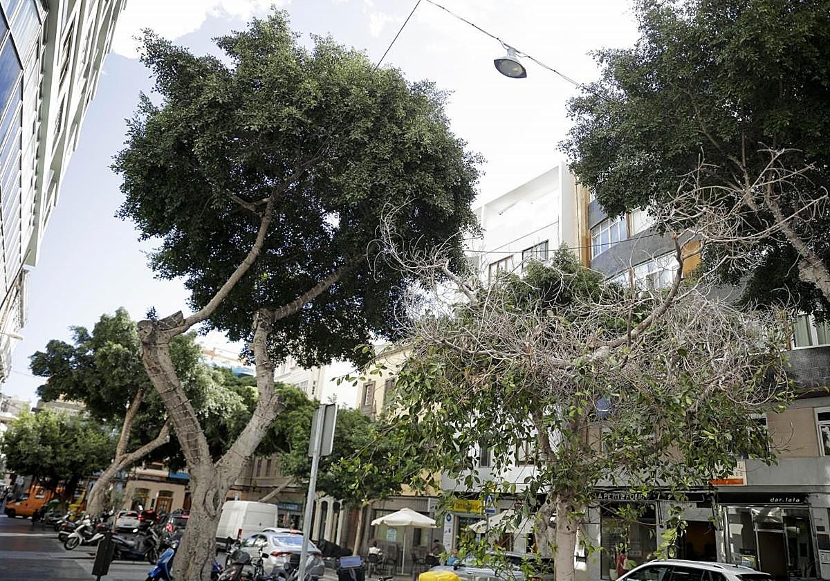 Los negocios dicen que los árboles no se podan y tapan las farolas.