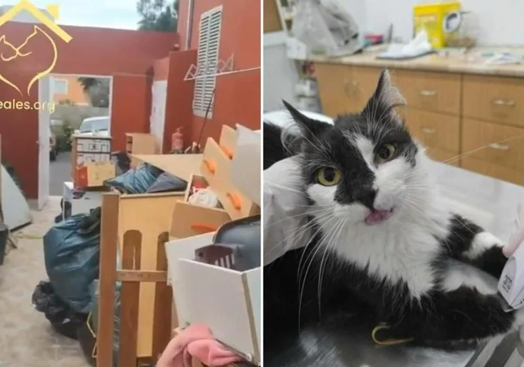 Imagen de la basura en el interior de la vivienda y de uno de los gatos rescatados.