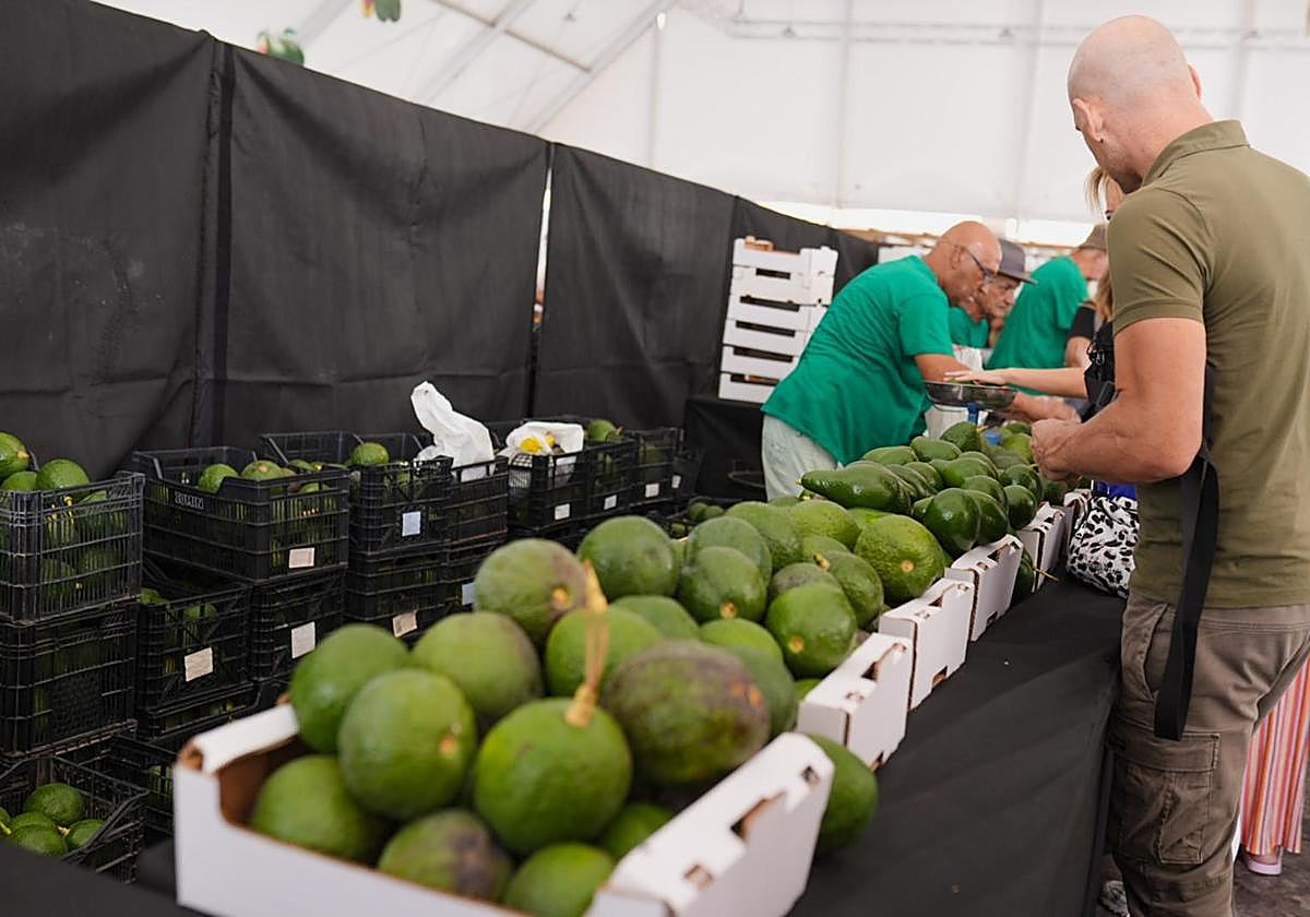 La IX Feria del Aguacate vuelve a Mogán