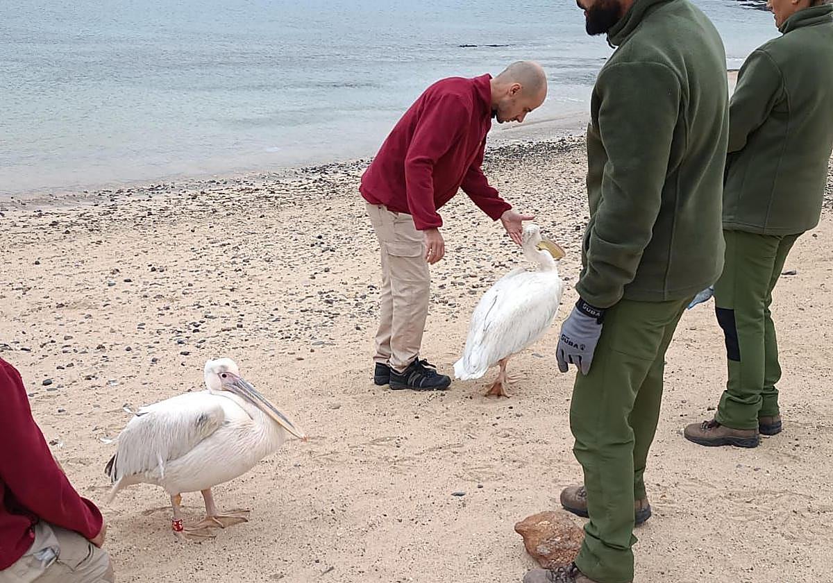 Imagen de los pelícanos rescatados.