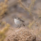 El cambio climático provoca el colapso poblacional de la tarabilla, ave única en Canarias