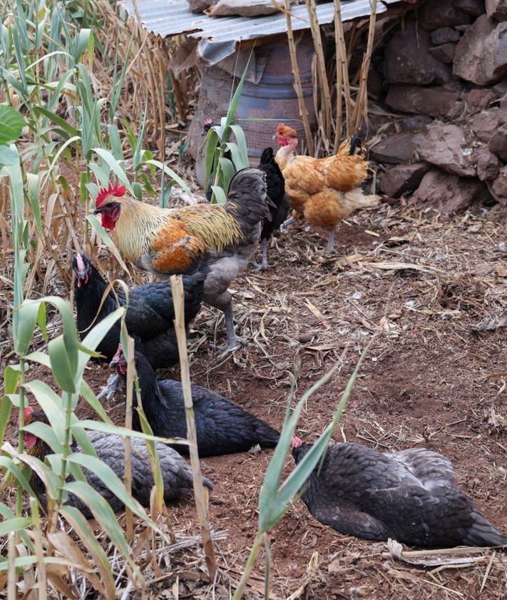 Imagen secundaria 2 - Guedes con las espectaculares vistas desde su finca y junto a su mujer e hijo. Debajo, gallinas en los terrenos en Lomo Caballo.