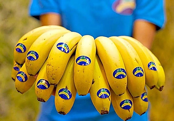 Plátano de Canarias