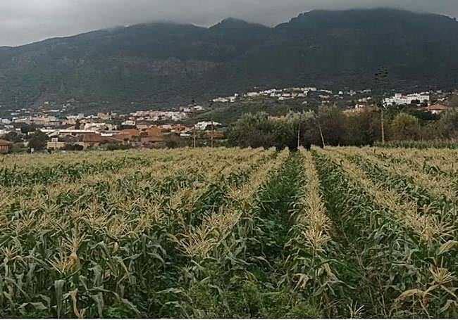 Plantación de millo en el municipio de Valsequillo.