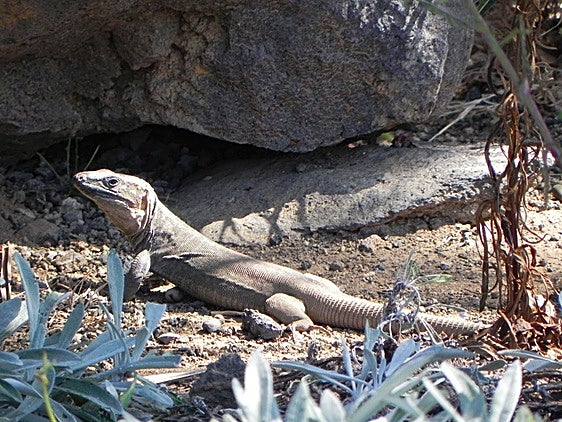 Lagarto gigante.