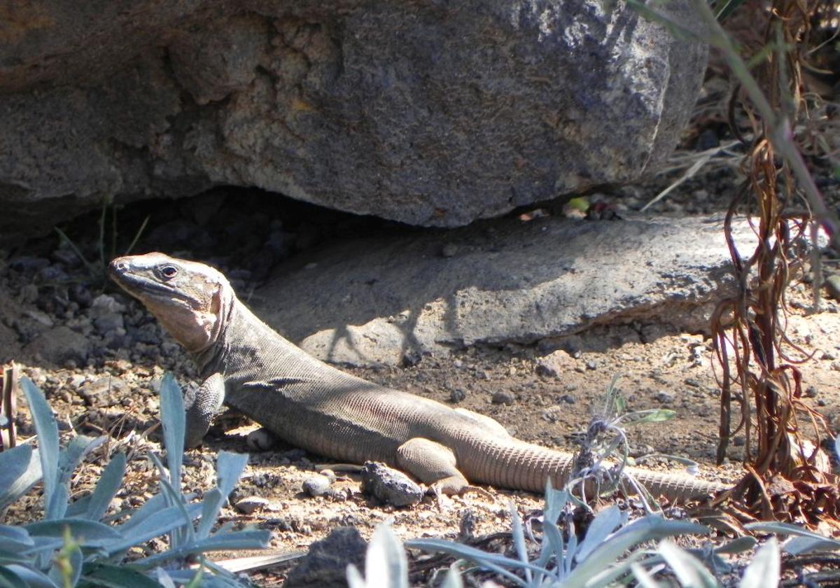 Lagarto gigante.