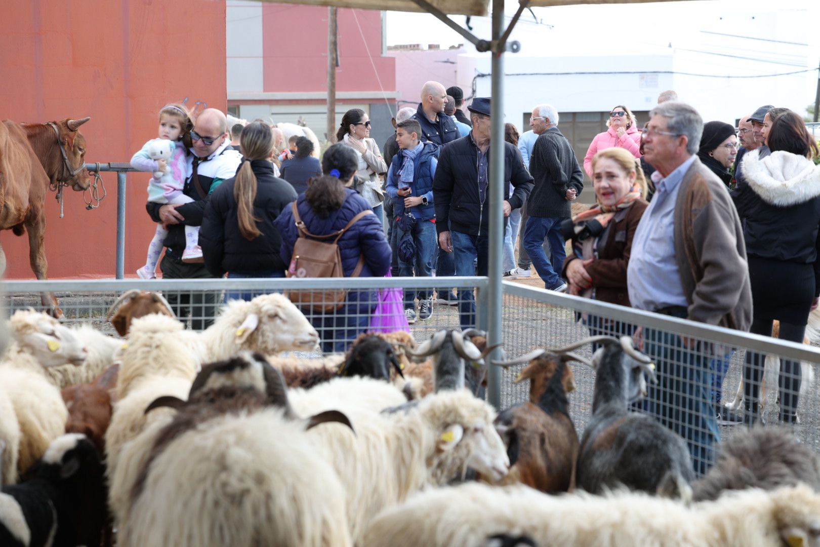 Las mejores imágenes del día grande de La Candelaria