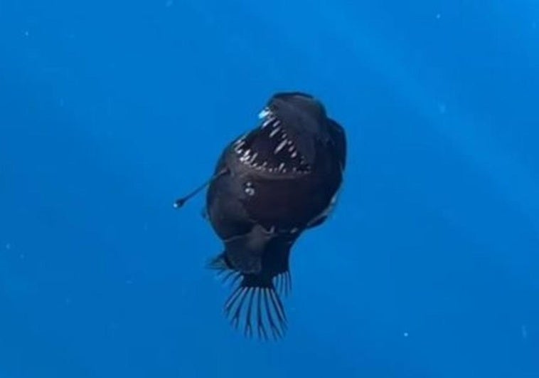 Imagen del pez negro captada a 2 kilómetros de la costa de Tenerife.