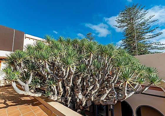 Drago de las Casas Consistoriales y, al fondo, una de las araucarias de la plaza de Santiago.