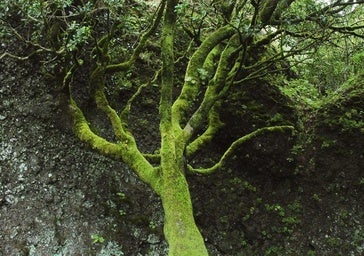 Carta abierta a los herreños