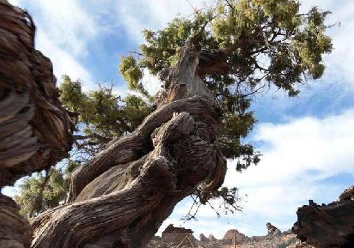 Antes de Bárbol, otro cedro denominado el 'Patriarca', era considerado hasta ahora el árbol más viejo del Parque Nacional del Teide con más de 1.100 años.