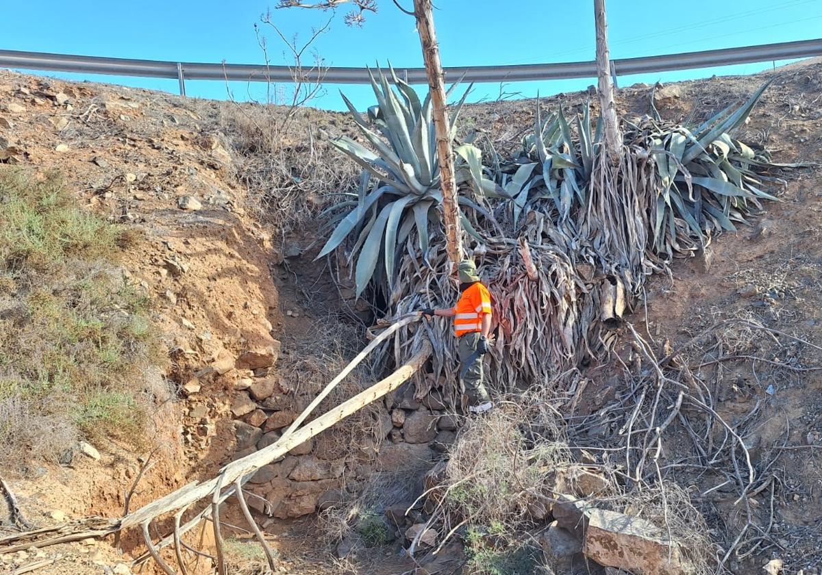 Las piteras habían ocupado la salida del barranco bajo la carretera.