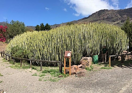 Foto de archivo de La Cardonera, en Veneguera.