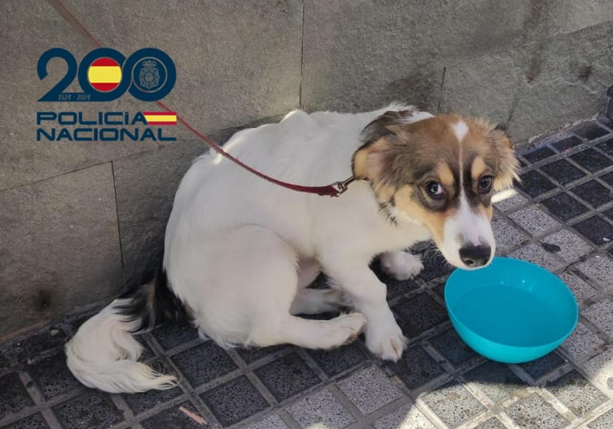 Imagen del perro auxiliado bebiendo agua.