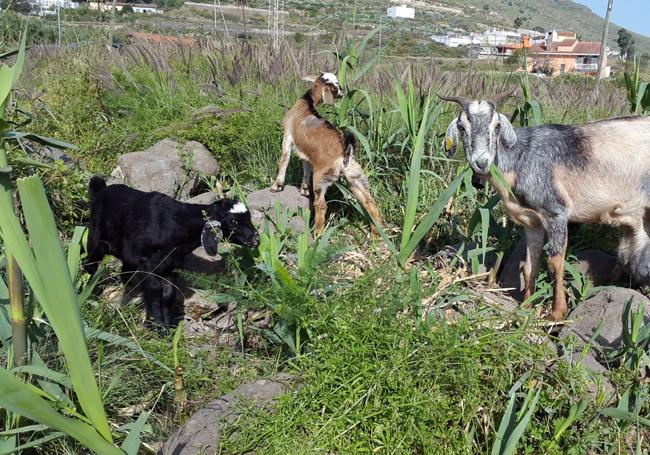 Cabras eliminando cañas en el barranco de San Lorenzo.