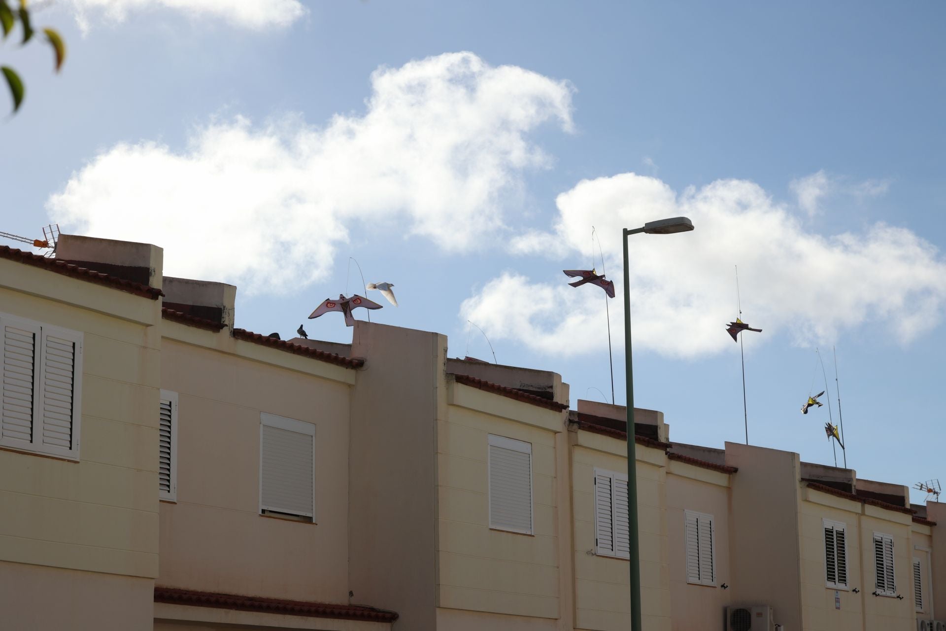 El rastro que dejan las palomas a su paso