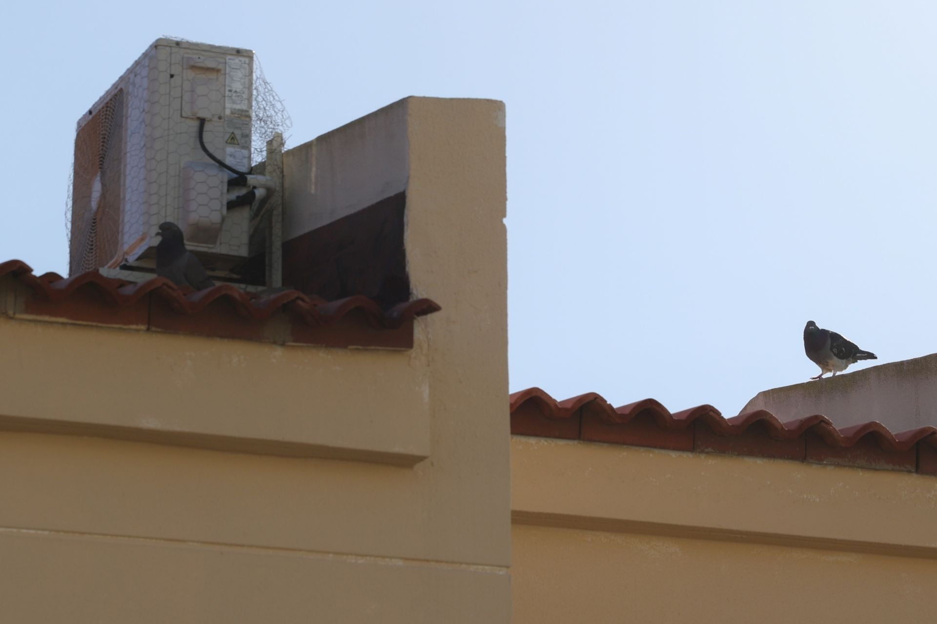 El rastro que dejan las palomas a su paso