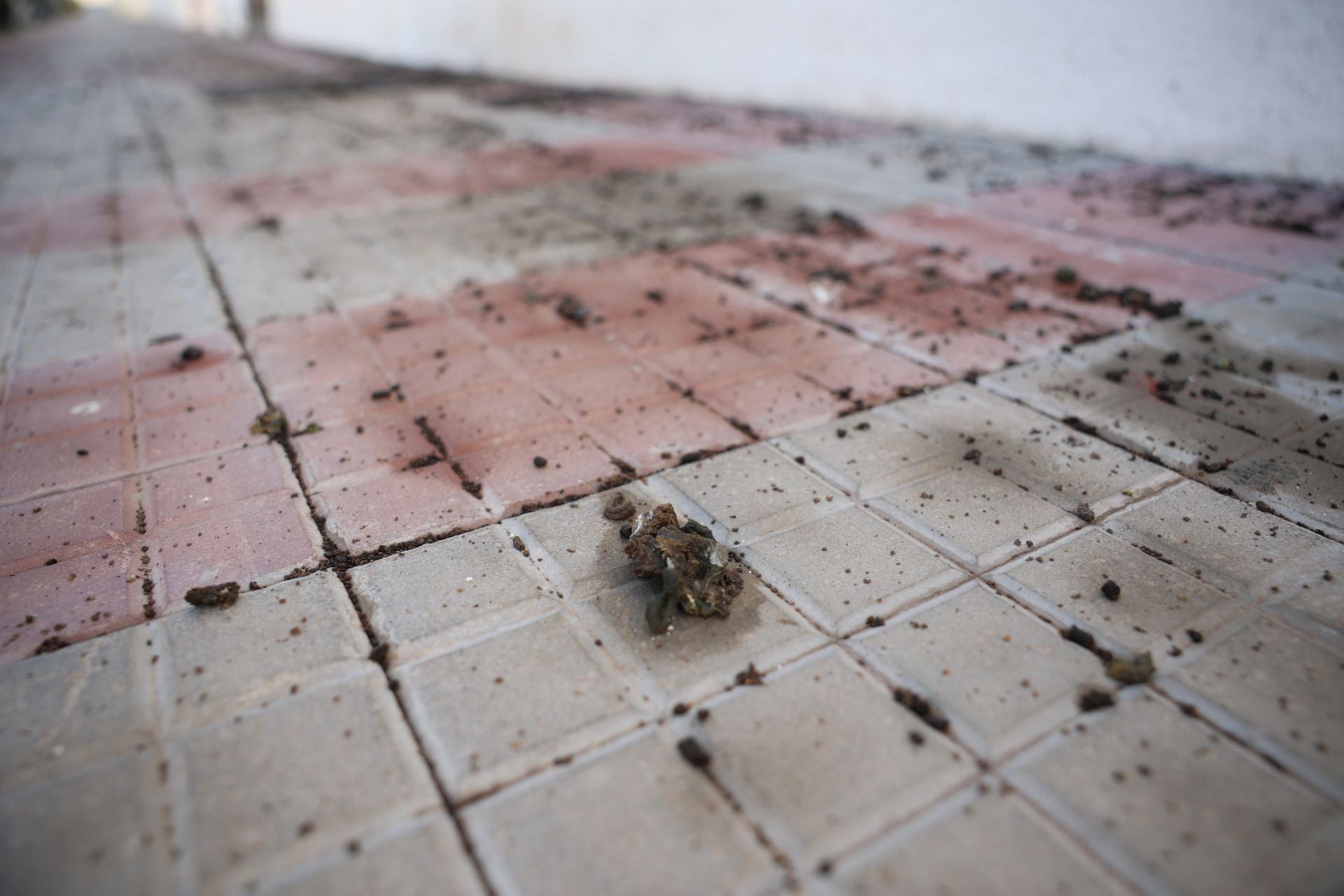 El rastro que dejan las palomas a su paso