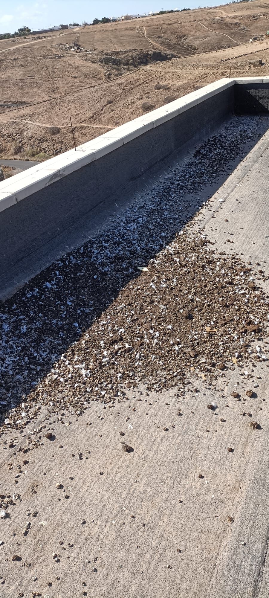 El rastro que dejan las palomas a su paso