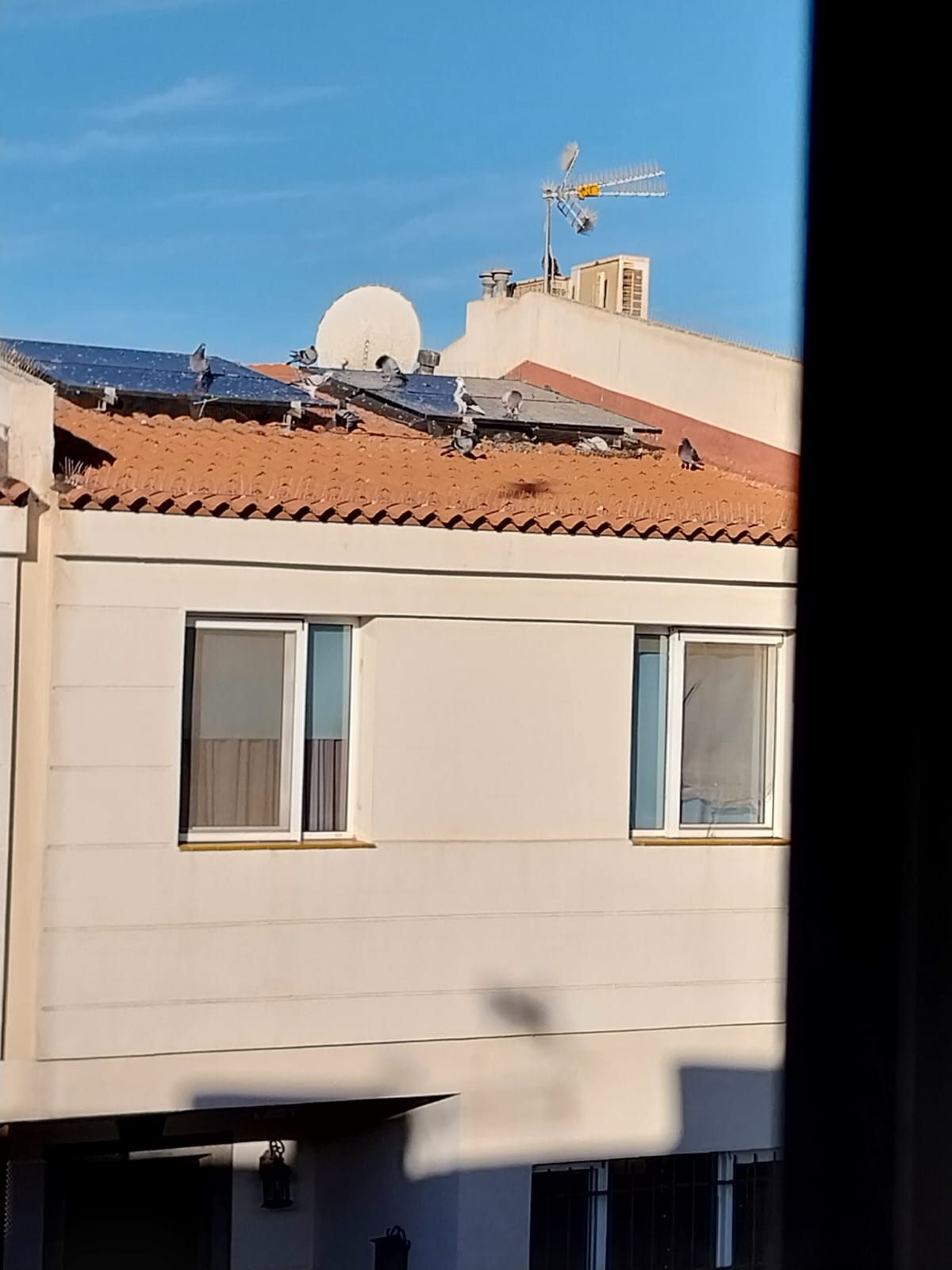 El rastro que dejan las palomas a su paso