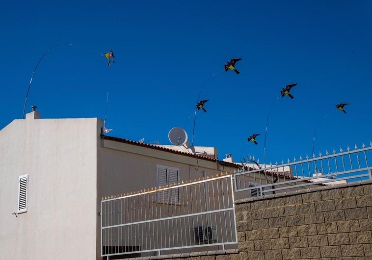 Curiosa imagen de cometas con forma de ave rapaz con las que estos vecinos de El Tablero buscan ahuyentar a las palomas.