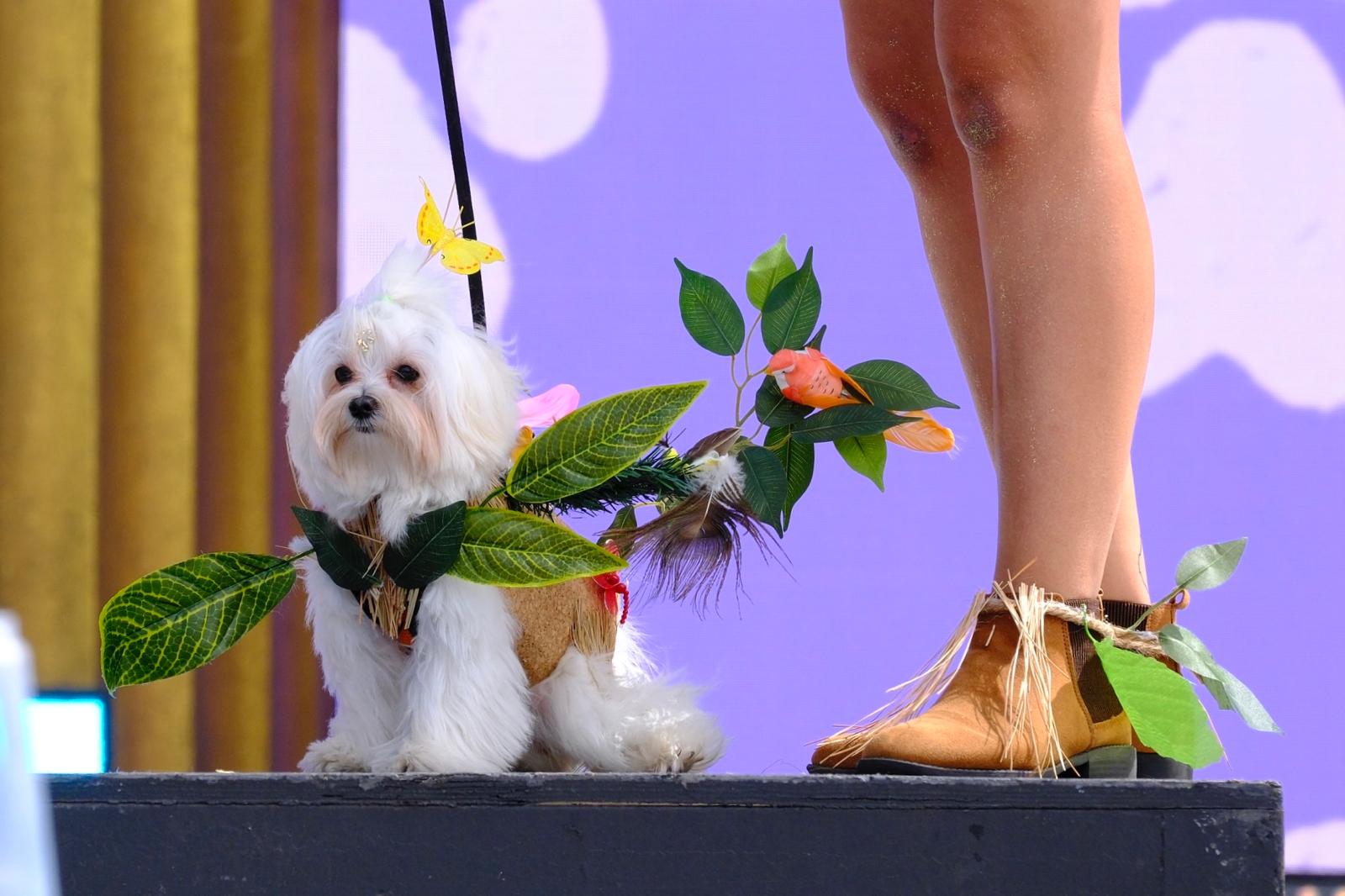 El carnaval canino de la capital grancanaria, en imágenes