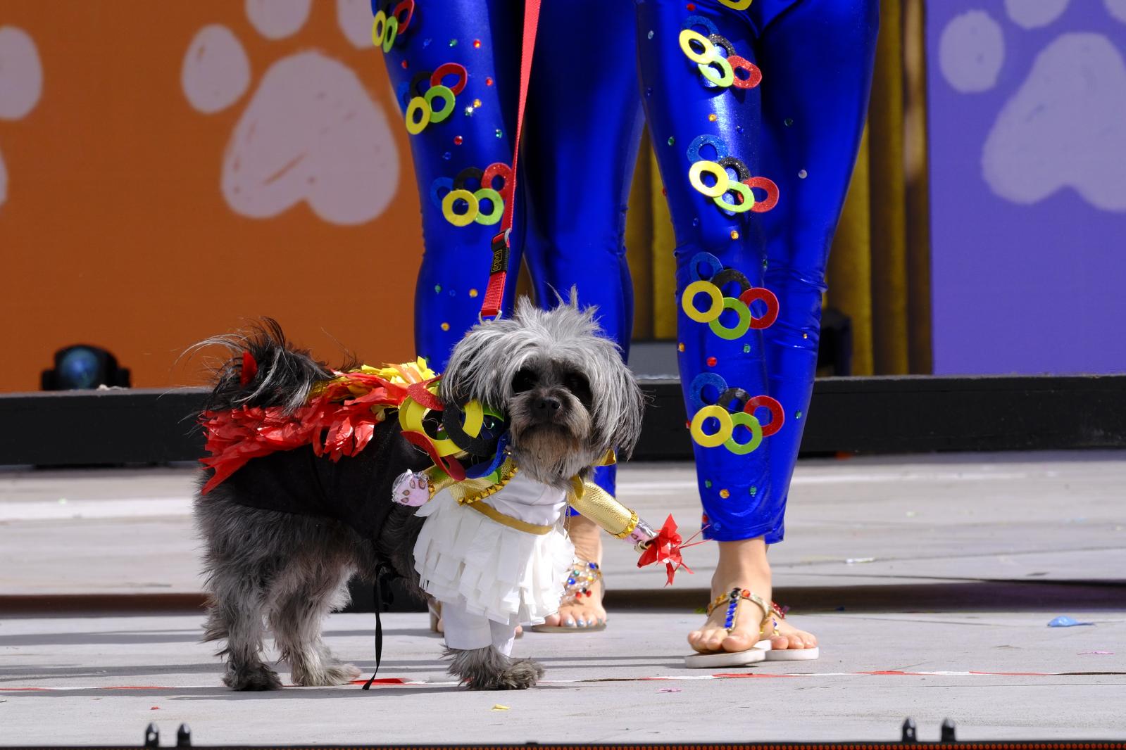 El carnaval canino de la capital grancanaria, en imágenes