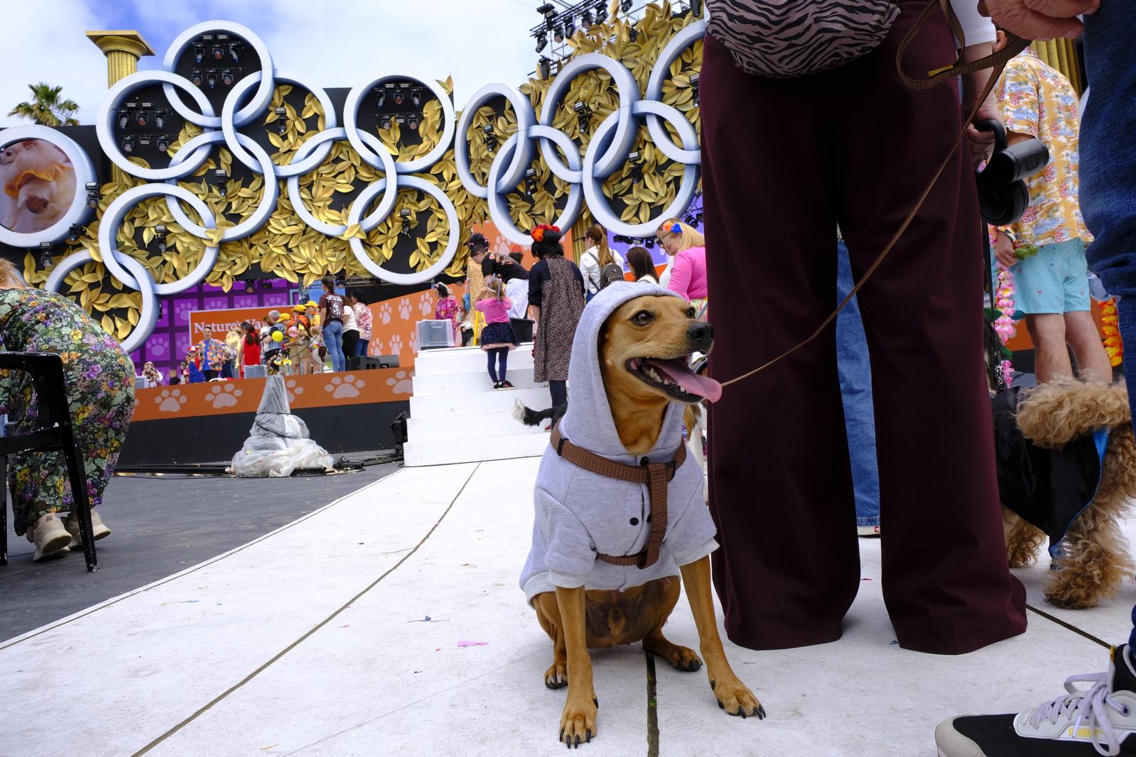 El carnaval canino de la capital grancanaria, en imágenes