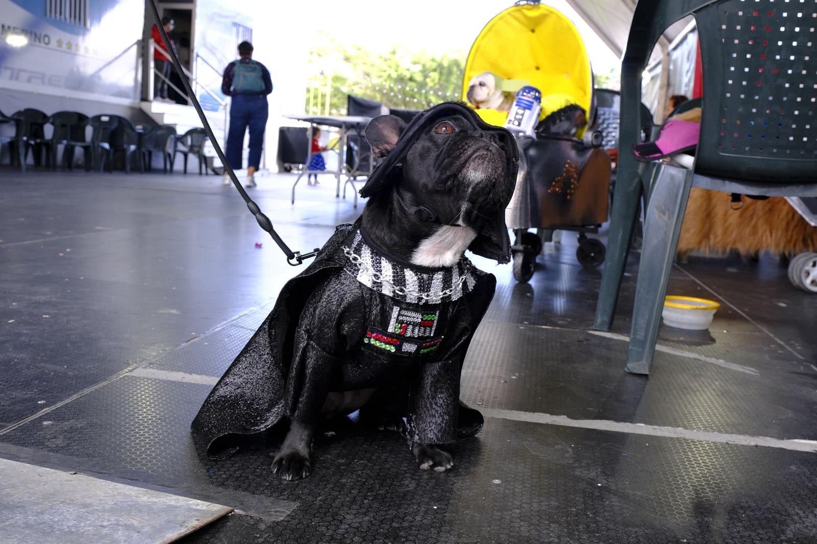 El carnaval canino de la capital grancanaria, en imágenes