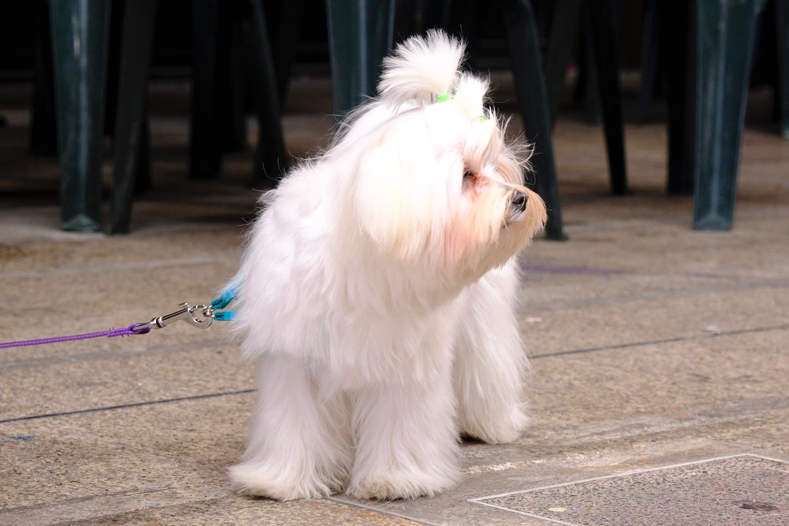 El carnaval canino de la capital grancanaria, en imágenes